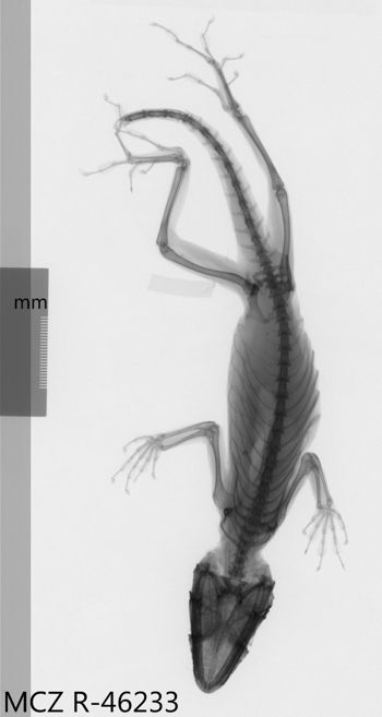 Media type: image;   Herpetology R-68921 Aspect: dorsoventral x-ray